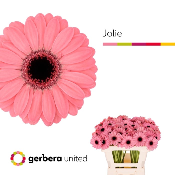 <h4>Germini Germini Jolie Water</h4>