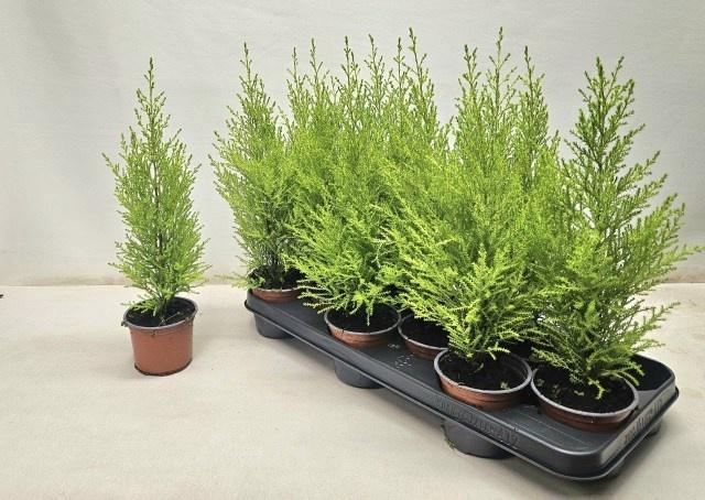 <h4>CUPR MA GOLDC WILMA</h4>