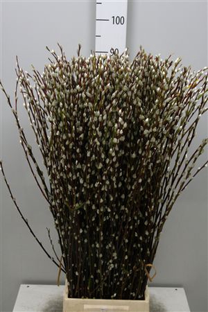 <h4>Salix Wilgenkatjes Green</h4>