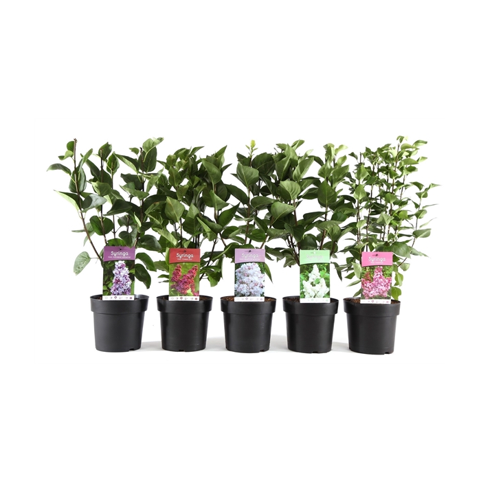 <h4>Syringa vulg. mix C3.4</h4>