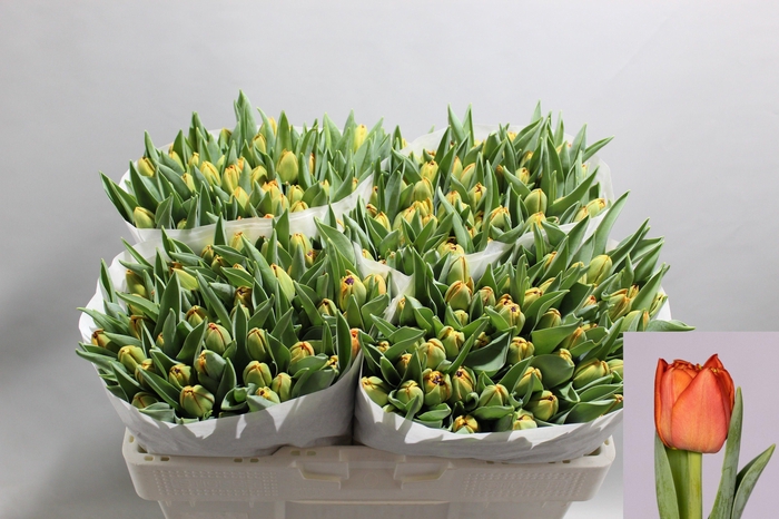 <h4>TU DU LORENZO</h4>