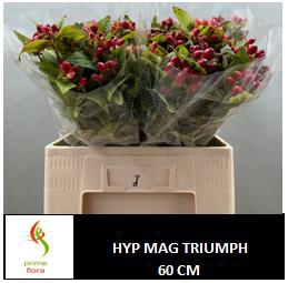 <h4>HYP MAG TRIUMPH</h4>
