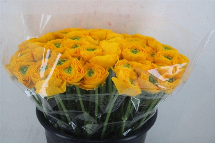 <h4>Ran Cloni Ex Omega</h4>