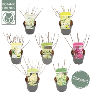 Hydrangea paniculata