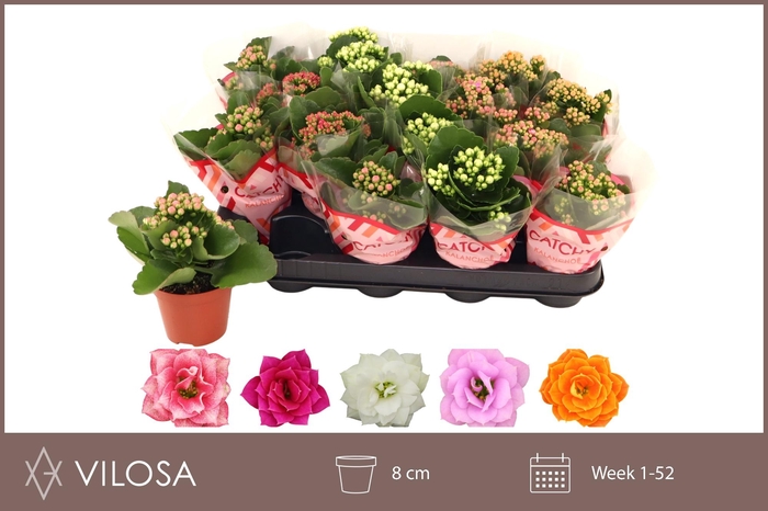 <h4>KAL GE GEM 5 KL</h4>