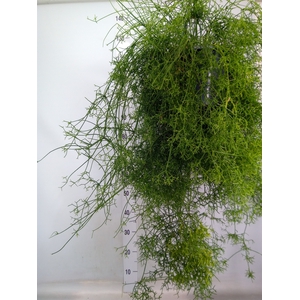 Rhipsalis cereuscula