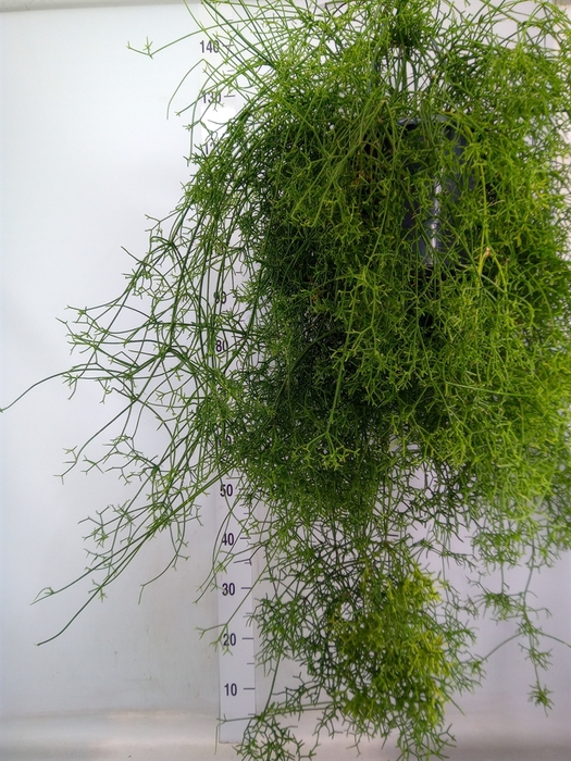 <h4>Rhipsalis cereuscula</h4>