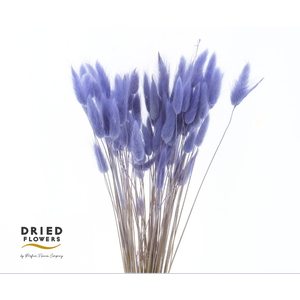 Dried Bleached Lagurus Lavender 50gr