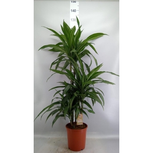 Dracaena fr de 'Ulises'