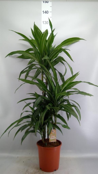<h4>Dracaena fr de 'Ulises'</h4>