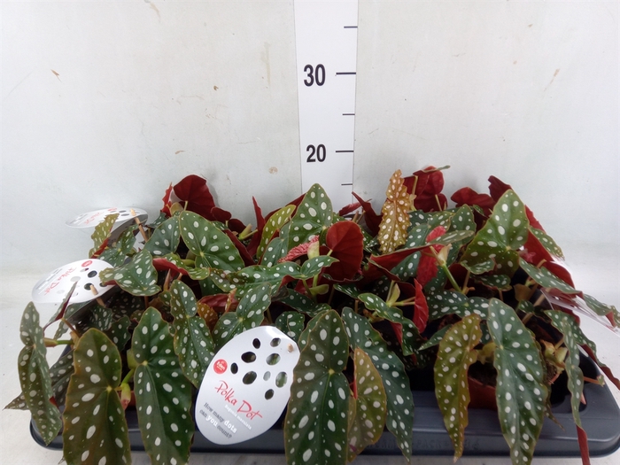 <h4>Begonia maculata</h4>