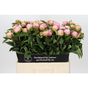 Paeonia sweet 16