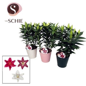 Oriental Mix 19cm ZINK