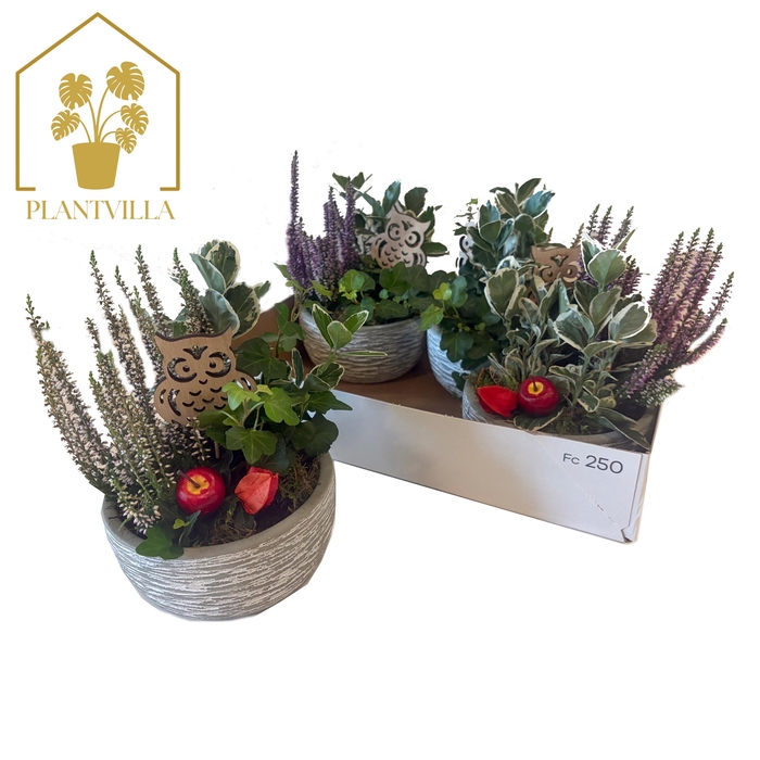 <h4>ARR TUINPLANTEN</h4>