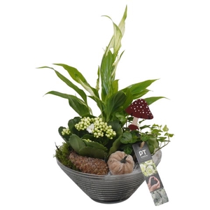 PTHG3326 Arrangementen kamerplanten