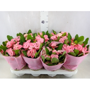 Euphorbia milii 'Charlotte'