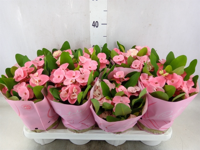 <h4>Euphorbia milii 'Charlotte'</h4>