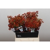Rozenbottel Autumn Rosefruits