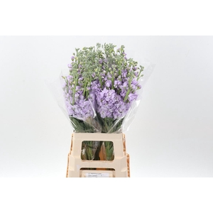 Matth Wave Lavender Blue ECU