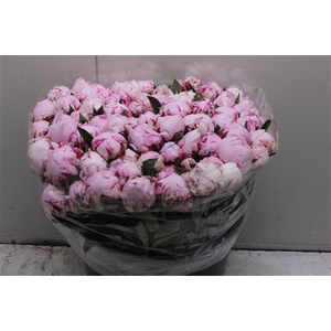 Paeonia L Sarah Bern 40cm