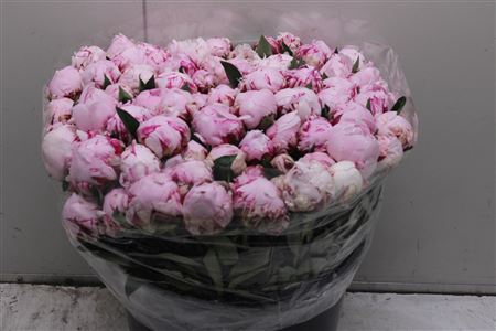<h4>Paeonia L Sarah Bern 40cm</h4>