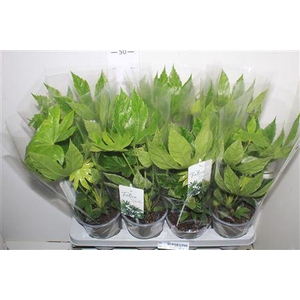 Fatsia Variegata Bontbladig