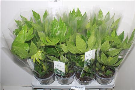 <h4>Fatsia Variegata Bontbladig</h4>