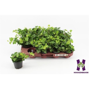 Hedera helix Wonder 8Ø 10cm