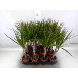 Dracaena marg.