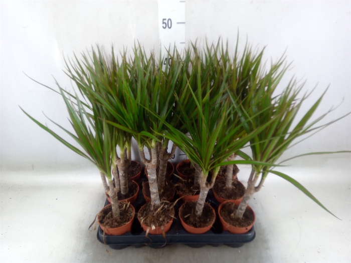<h4>Dracaena marg.</h4>