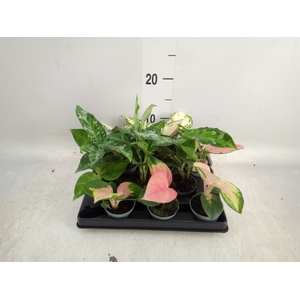 Aglaonema   ...