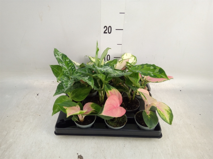 <h4>Aglaonema   ...</h4>