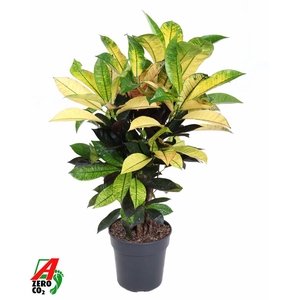 Codiaeum Mrs Iceton vertakt P21