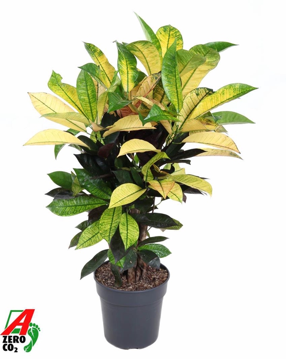 <h4>Codiaeum Mrs Iceton vertakt P21</h4>