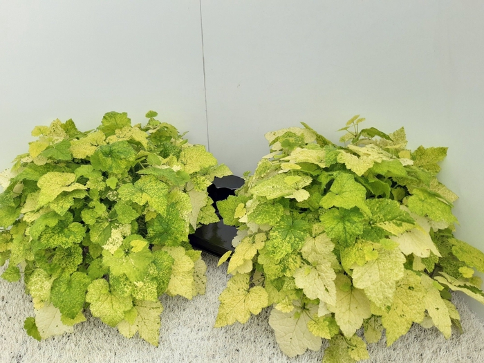 <h4>TOLMIEA M VARIEGATA</h4>