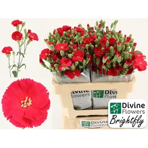 Dianthus TR 'Solandis Brightfly'