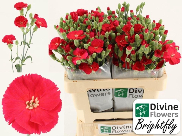 <h4>Dianthus TR 'Solandis Brightfly'</h4>