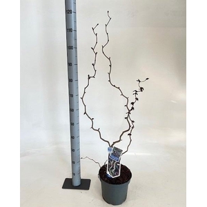 CORYLUS RED MAJESTIC