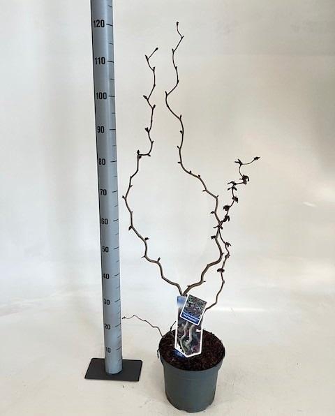 <h4>CORYLUS RED MAJESTIC</h4>