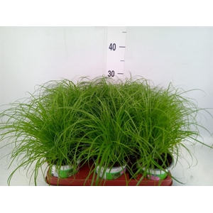 Cyperus alternifolius 'Zumula'