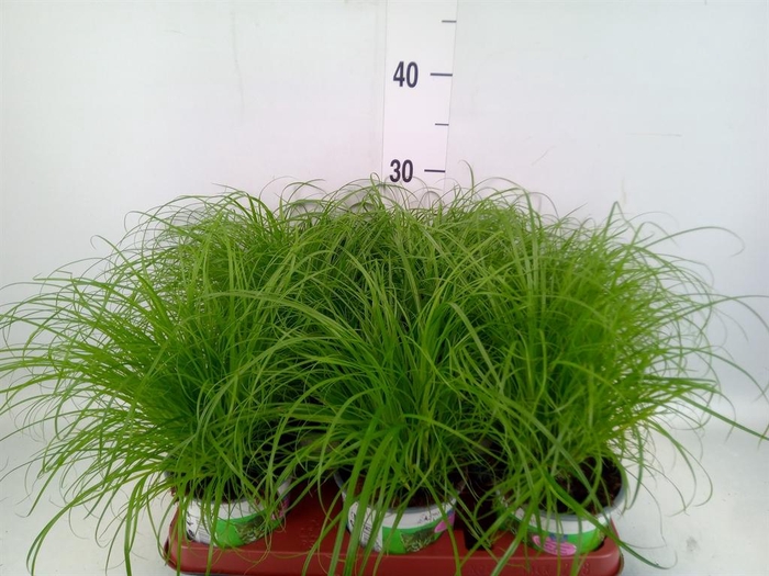 <h4>Cyperus alternifolius 'Zumula'</h4>