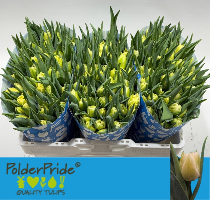 <h4>TU DU AVANT GARDE</h4>