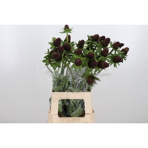 Rudbeckia Bl Nipple A2 Enkele Krom