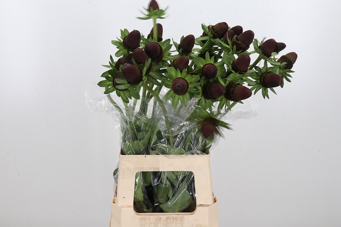<h4>Rudbeckia Bl Nipple A2 Enkele Krom</h4>