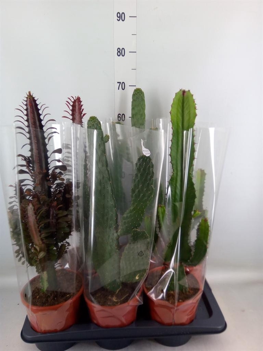 <h4>Cactus ...mix 3</h4>