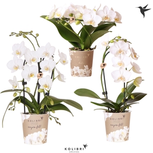 Kolibri Orchids Phalaenopsis Special Shapes white