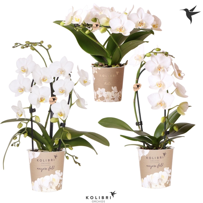 <h4>Kolibri Orchids Phalaenopsis Special Shapes white</h4>