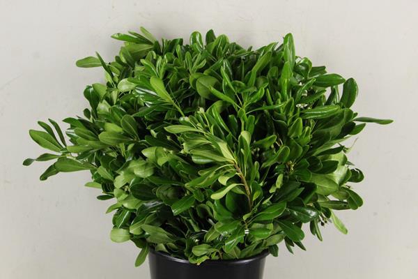 <h4>Pittosporum Tobira Bs</h4>