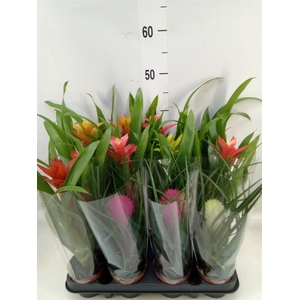 Bromelia   ...mix