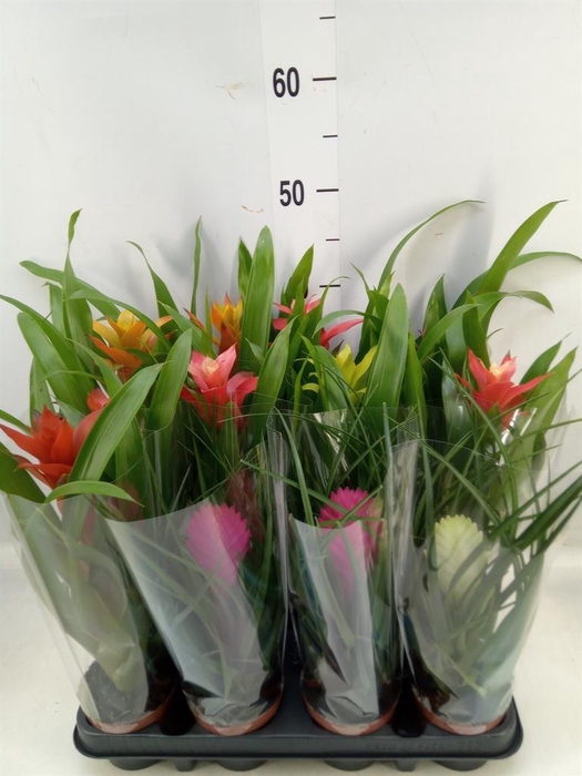 <h4>Bromelia   ...mix</h4>